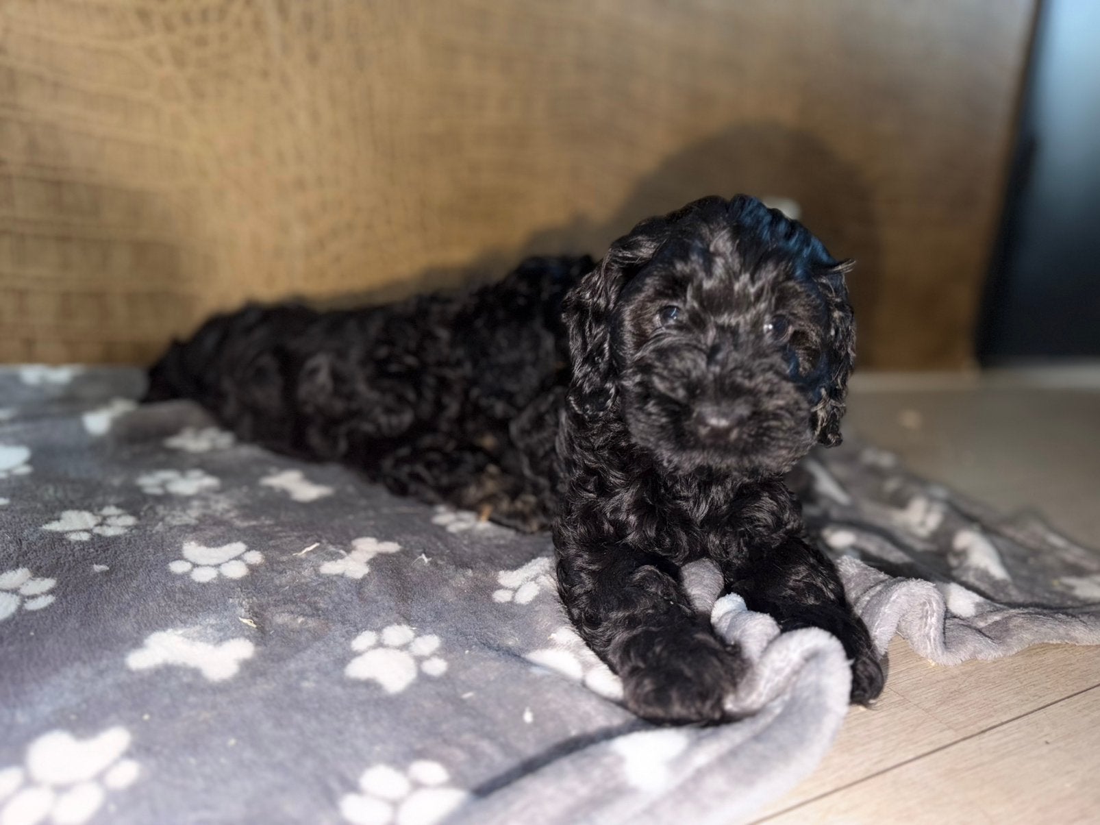 Huiskamer nest Cockapoo puppys zeer sociaal laatste reutje, CDV (hondenziekte), 8 tot 15 weken, Meerdere, Nederland