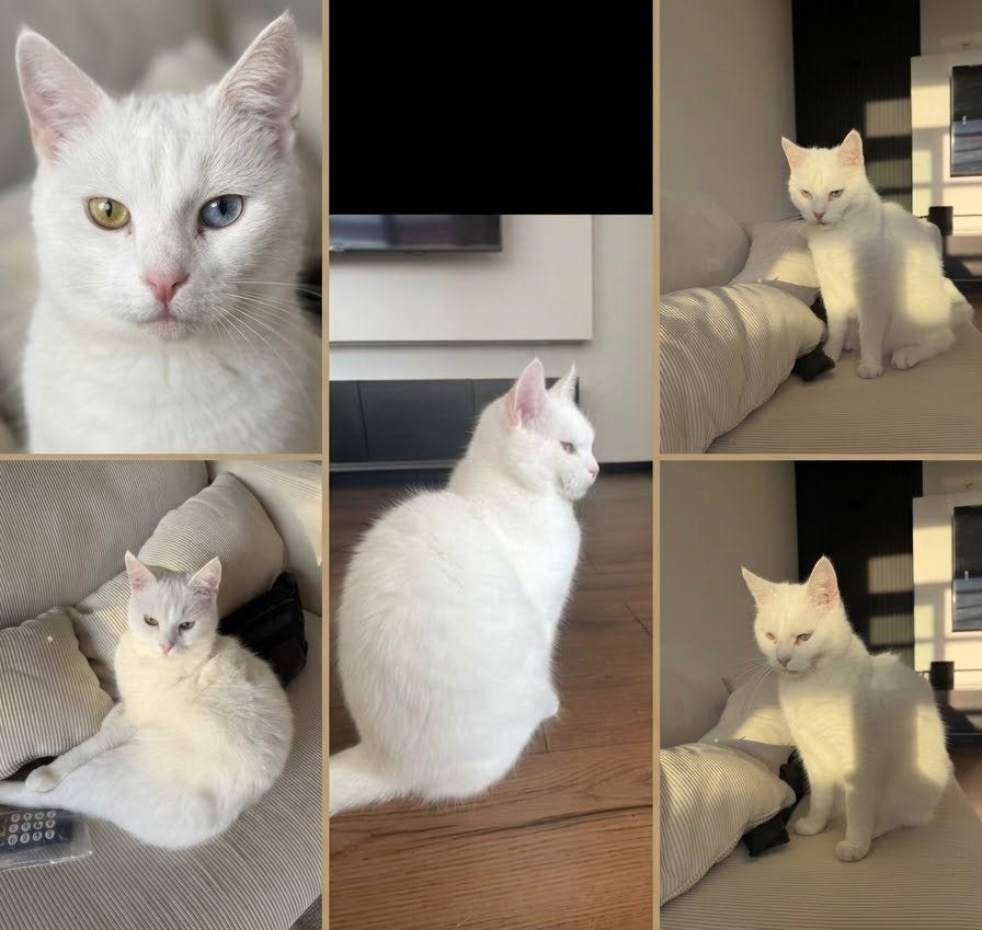 Mooie witte kat met bijzondere ogen - gratis af te halen⁠, Poes, Kortharig, 0 tot 2 jaar