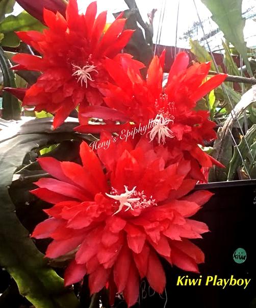 cactus - Epiphyllum PLAYBOY, Ophalen of Verzenden, Cactus, Volle zon, Minder dan 100 cm
