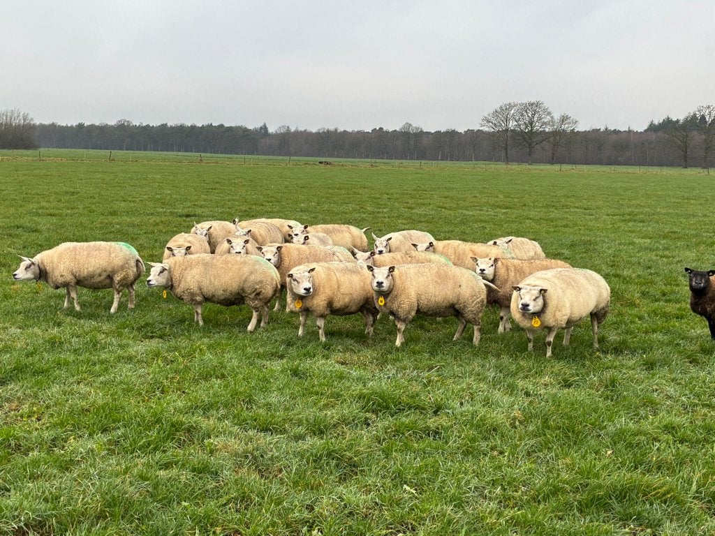 Texelaar fokooien, Dieren en Toebehoren, Vrouwelijk, Schaap, 3 tot 5 jaar