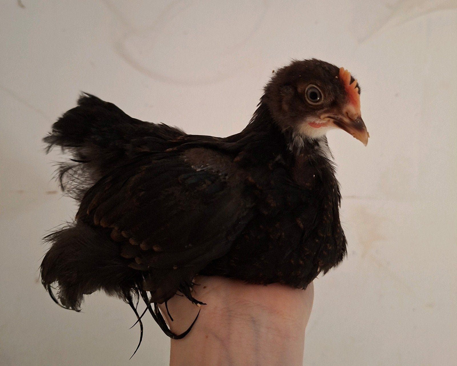 Jonge cochin hennen, Dieren en Toebehoren, Vrouwelijk, Kip