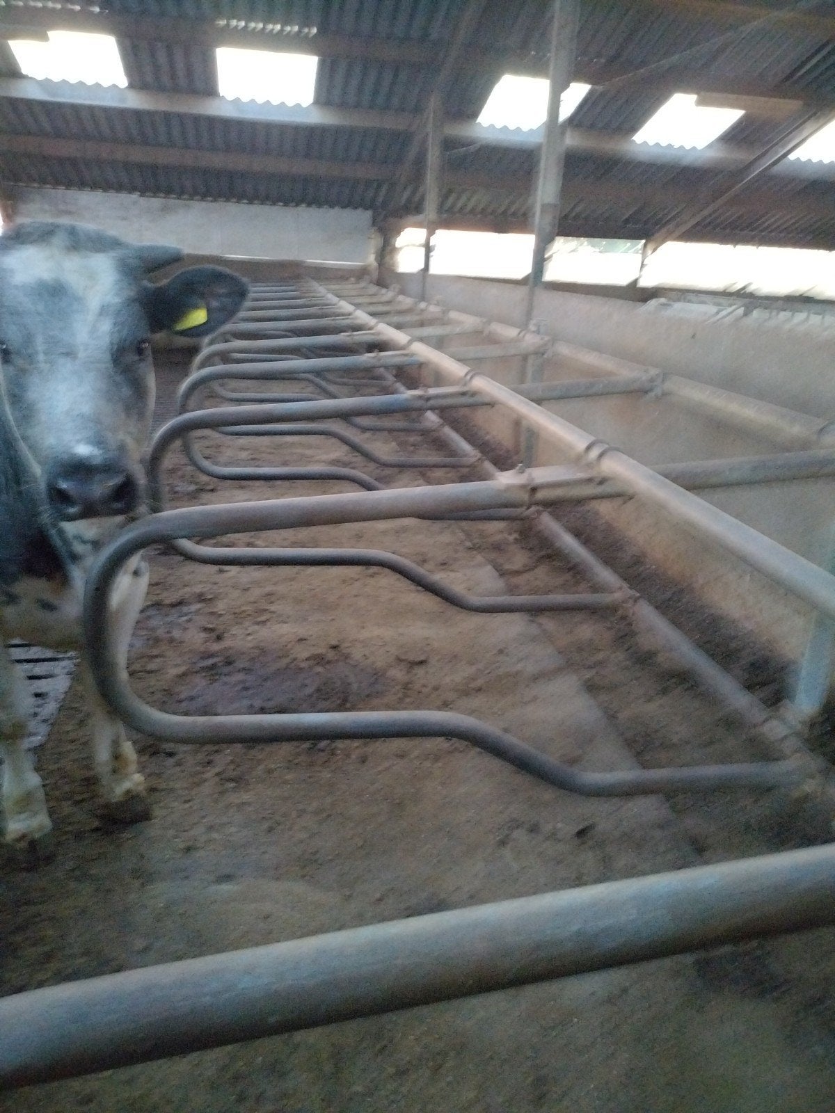 ligboxen, Dieren en Toebehoren