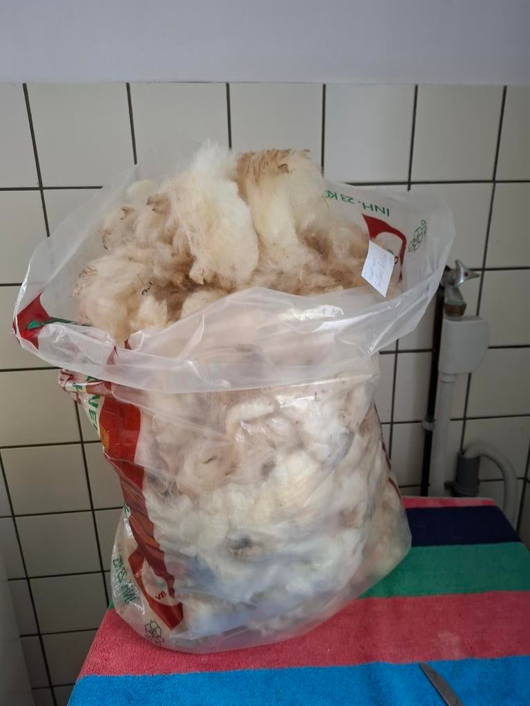 Ruwe wol,  Swifter xPoll Dorset  voor spinnen, Ophalen of Verzenden, Nieuw, Spinwol