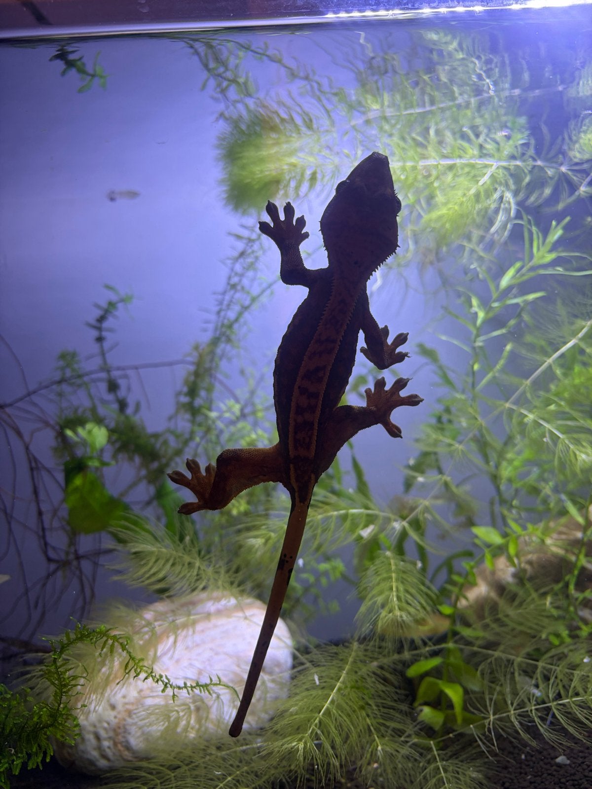 Wimper gekko met bio actief terrarium Crested Gecko photo 8