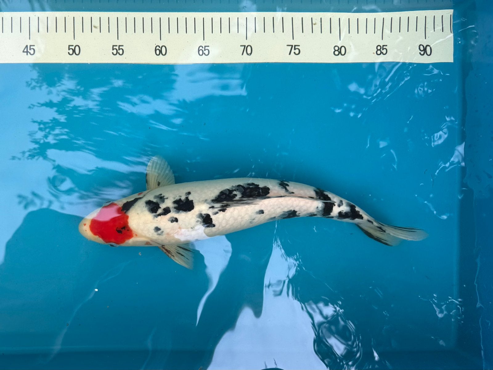 Koi tancho sanke / showa, Karper of Koi