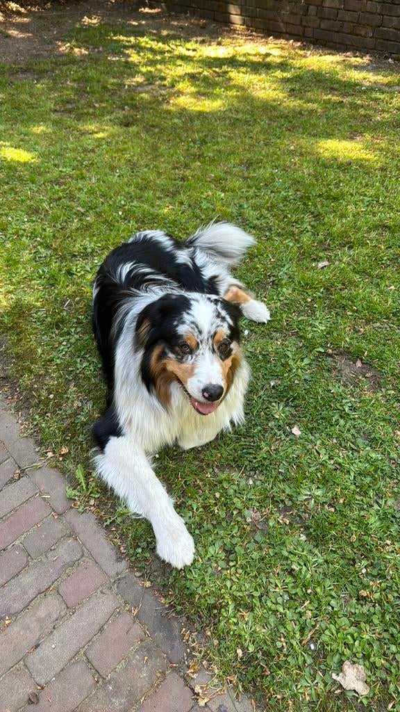 Australische shepherd, Reu, 1 tot 2 jaar, Parvo, Eén hond