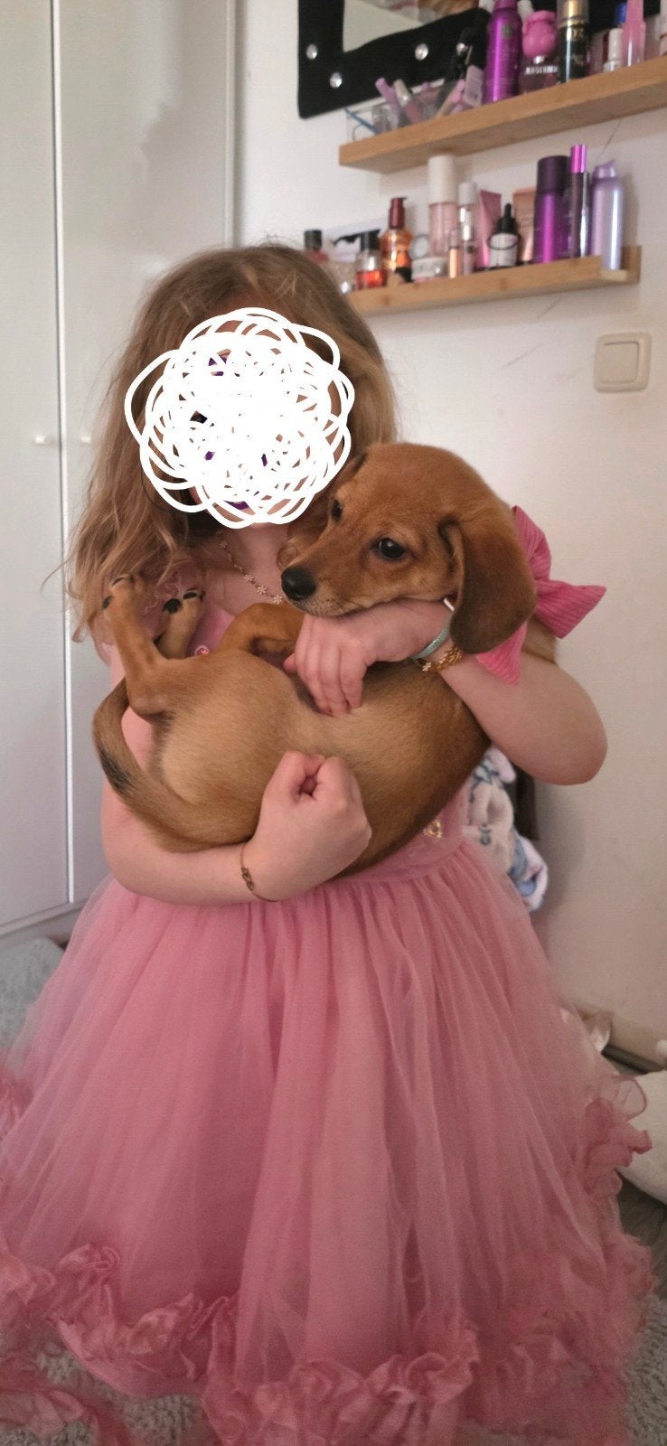 Lieve kruising teckeltje/pomeriaan  pup te koop, 15 weken tot 1 jaar, Reu, Korthaar, Dwerg