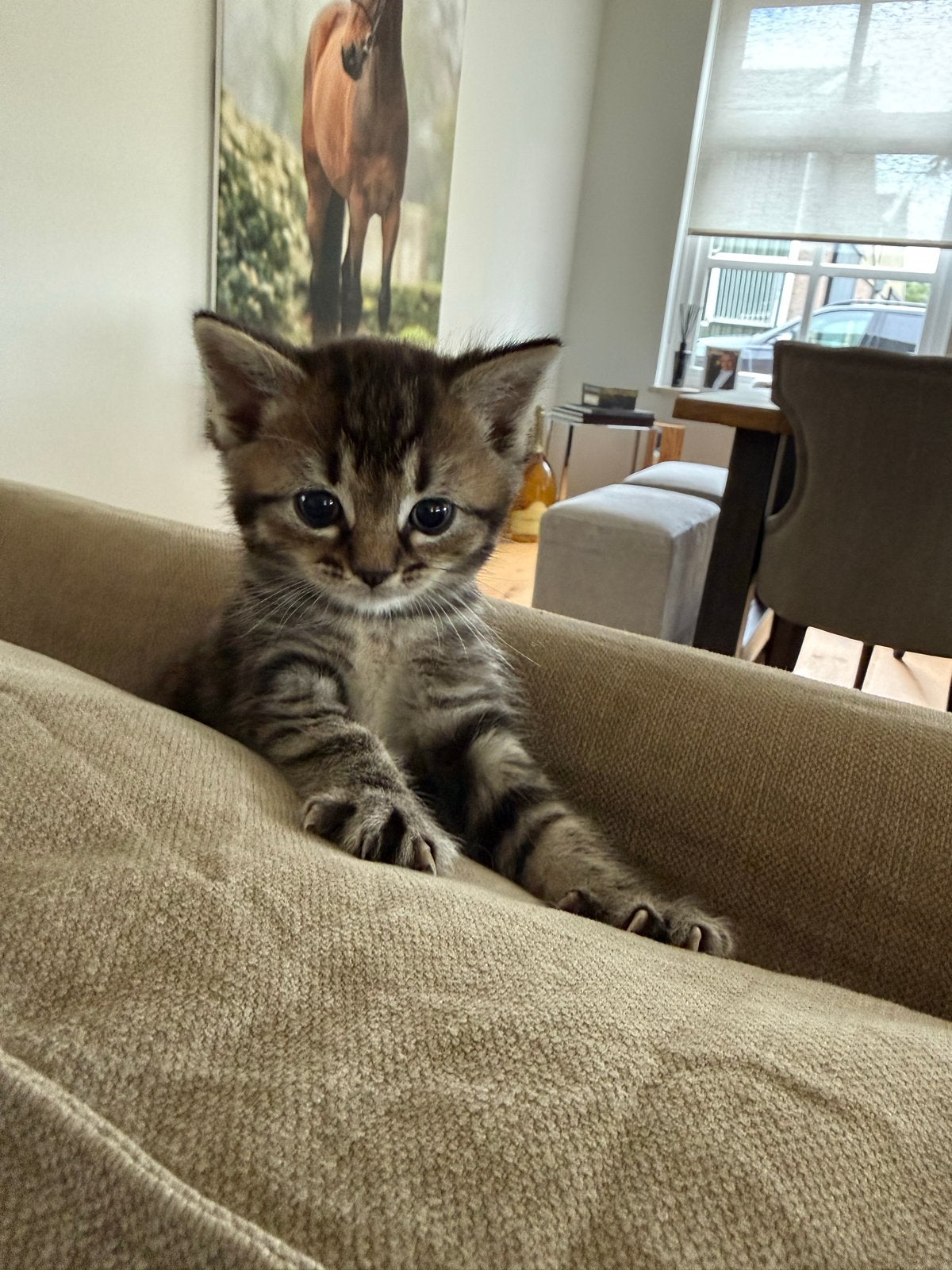 Super lieve ragdoll kruising kitten zoeken liefdevol huisje, Meerdere dieren