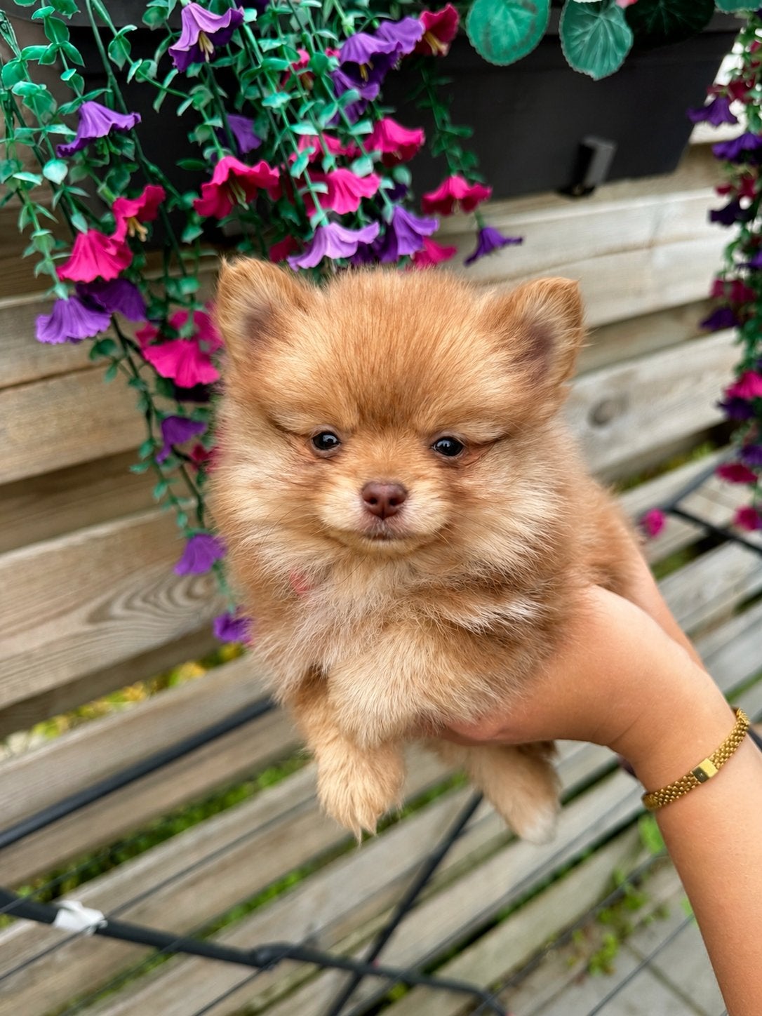 3 super mooie bearface pomeriaan puppy’s, Parvo, Keeshond, 8 tot 15 weken, Meerdere