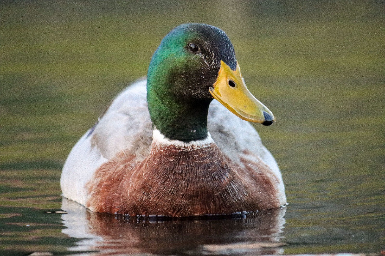 Wildkleur indische loopeend man, Dieren en Toebehoren, Mannelijk, Eend
