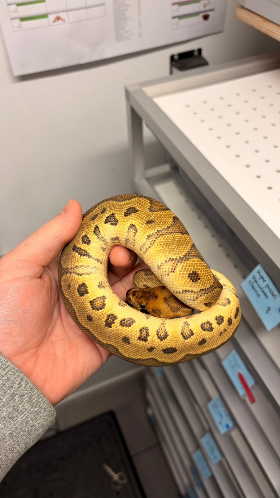 Ball Python orange dream clown Ball Python photo 2