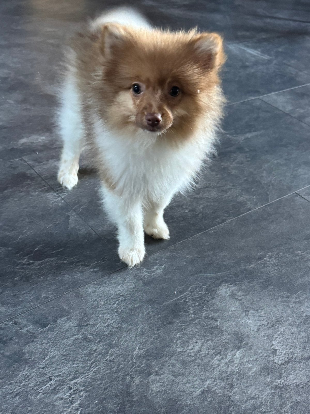Pomeriaan teefje 🩷🐶. Red Choco 🐾🏡, Parvo, Overige rassen, 8 tot 15 weken, Teef