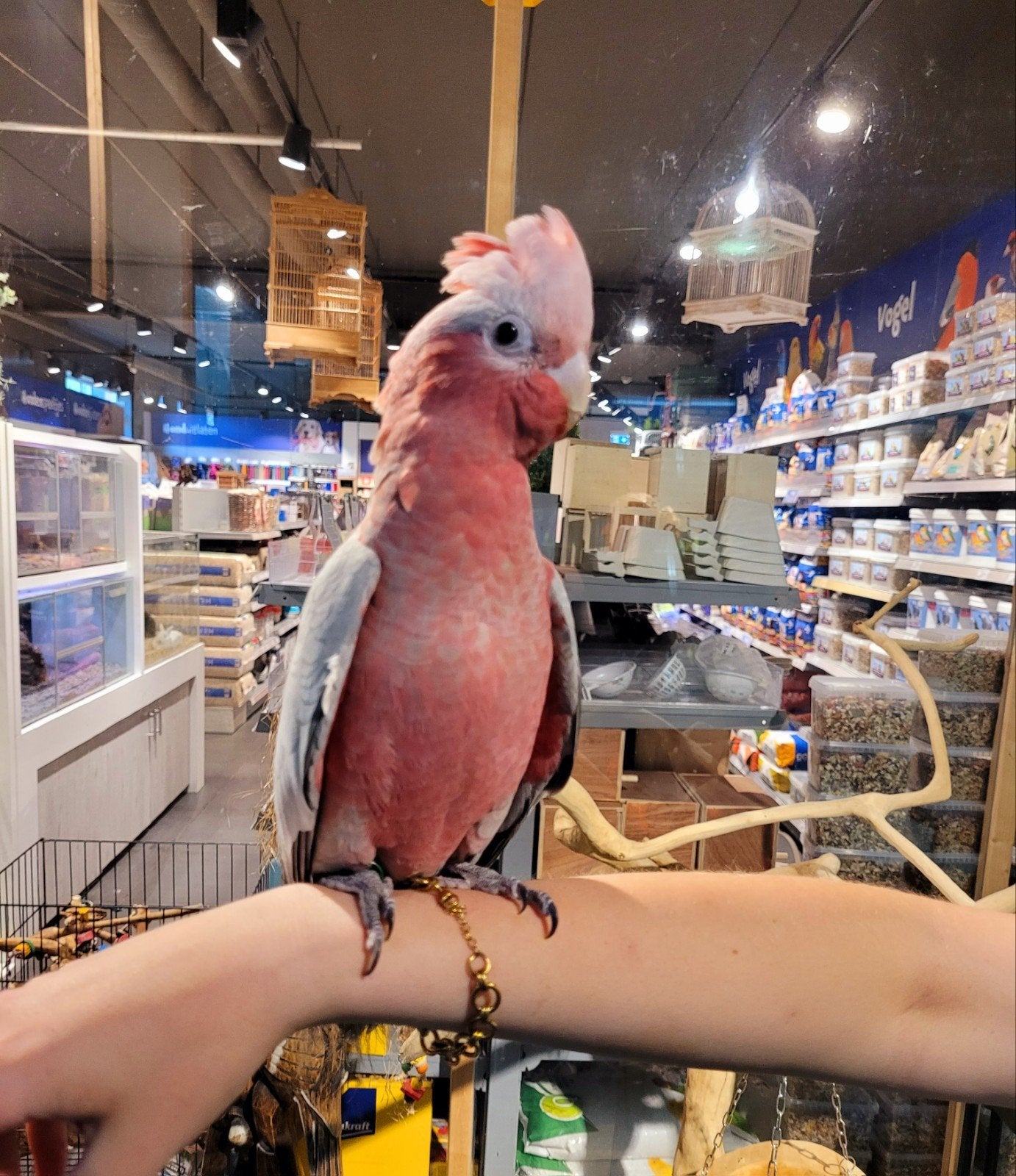 Rosé kaketoes super lief en super tam getest en met dna., Dieren en Toebehoren, Vogels | Parkieten en Papegaaien, Meerdere dieren