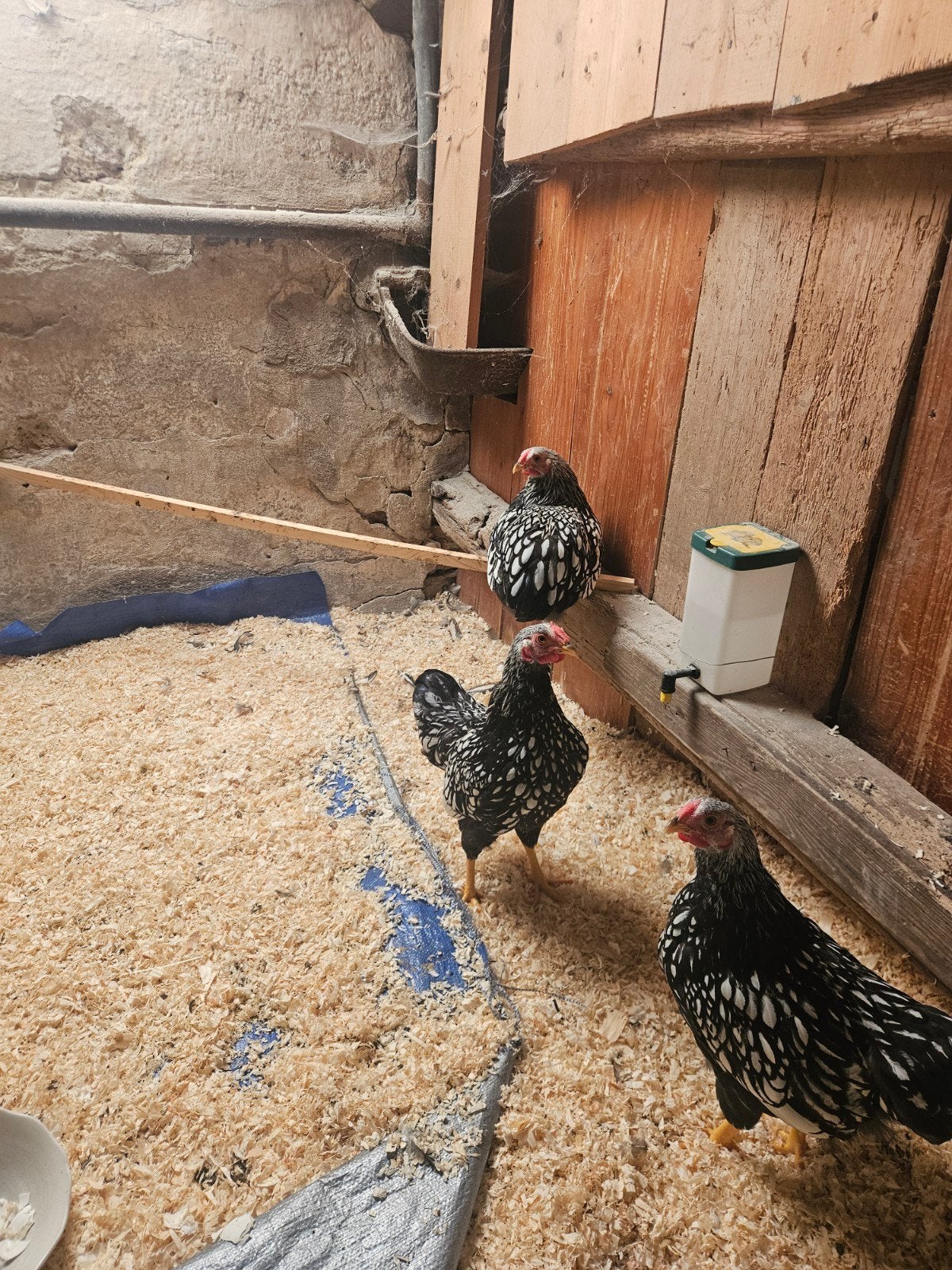 3 zilveren wyandotte hanen, Mannelijk, Kip