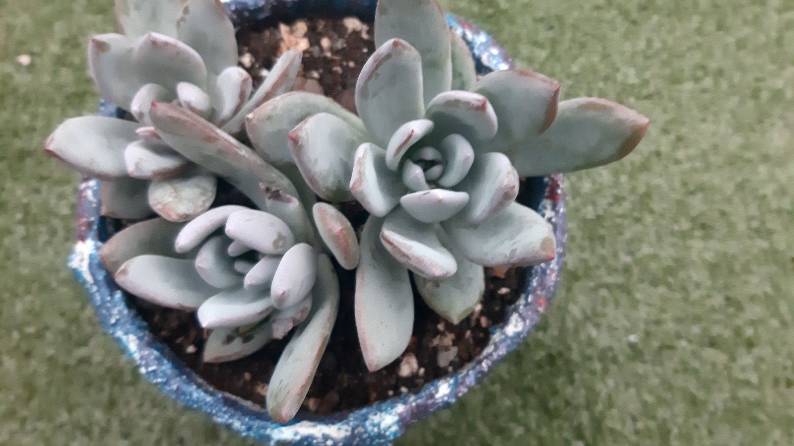 Pachyveria Powder Puff(vetplant,succulent), Ophalen of Verzenden, Halfschaduw, Minder dan 100 cm