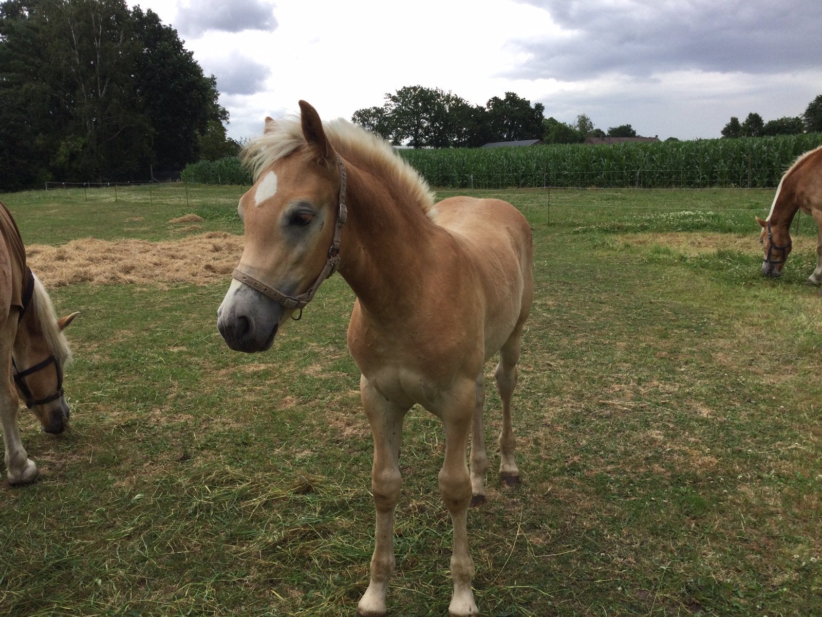 Prachtig Haflinger hengstveulen, Dieren en Toebehoren, Pony's, Niet van toepassing, Met stamboom, 0 tot 2 jaar, Hengst