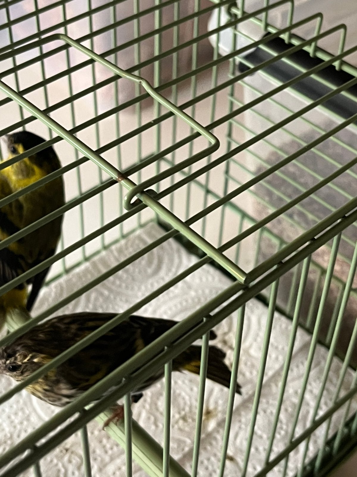 Te koop mooi koppel Elzen Sijsjes, Meerdere dieren, Wildzangvogel, Geringd