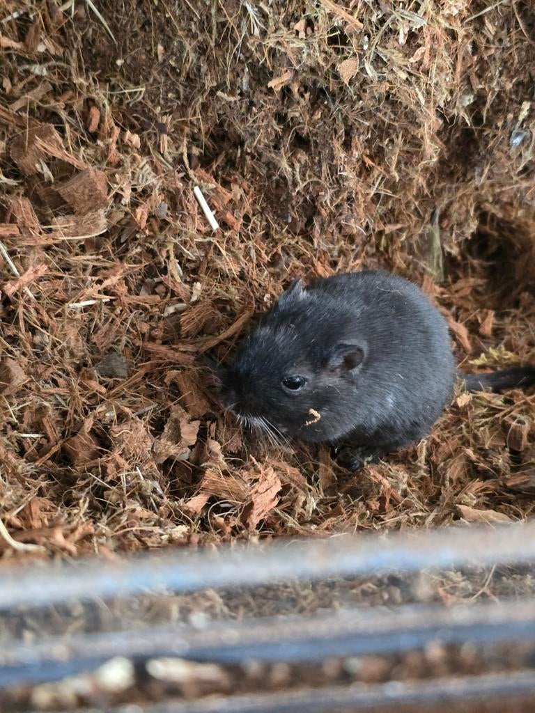 ZGAN Gerbil Terrarium incl Gerbils en toebehoren, Dieren en Toebehoren, Ophalen, Kooi, 110 cm of meer, 60 tot 90 cm