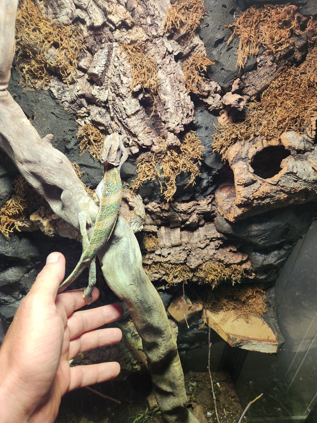 jemen kameleon met terrarium. Chameleon photo 3