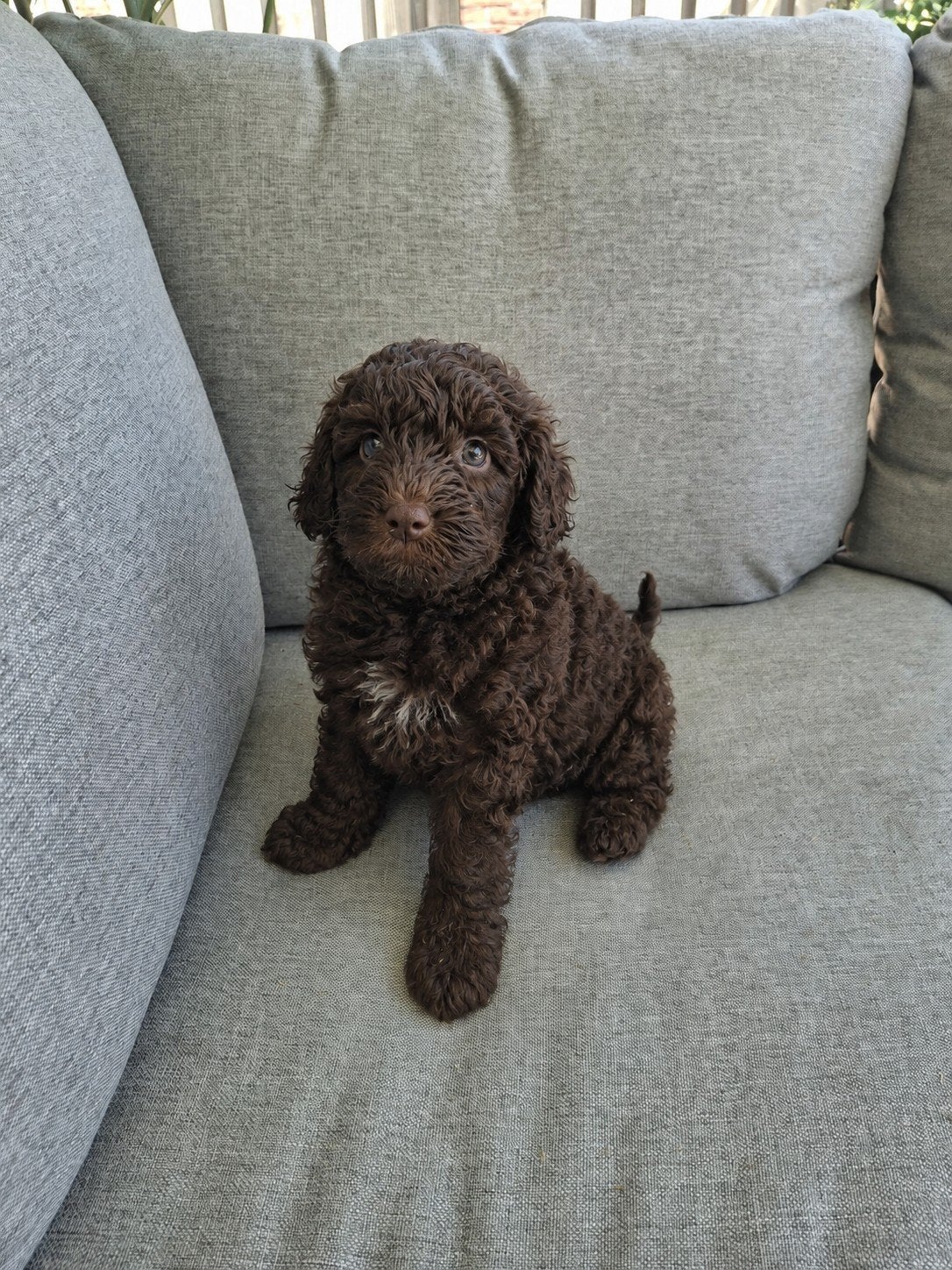 Maltipoo pups laatste reutje beschikbaar, Parvo, Overige rassen, 8 tot 15 weken, Meerdere