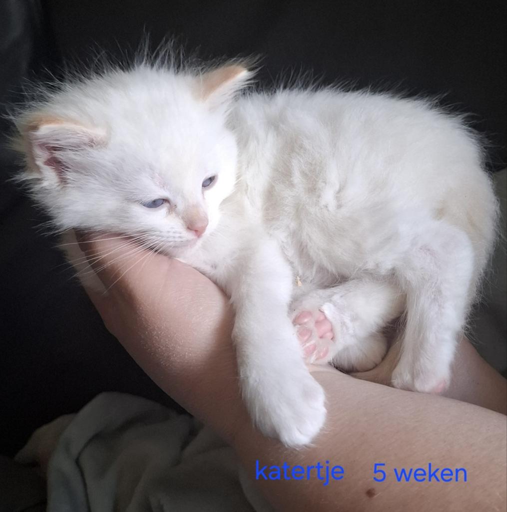 Prachtige langharige kittens, Meerdere dieren, Gechipt, 0 tot 2 jaar