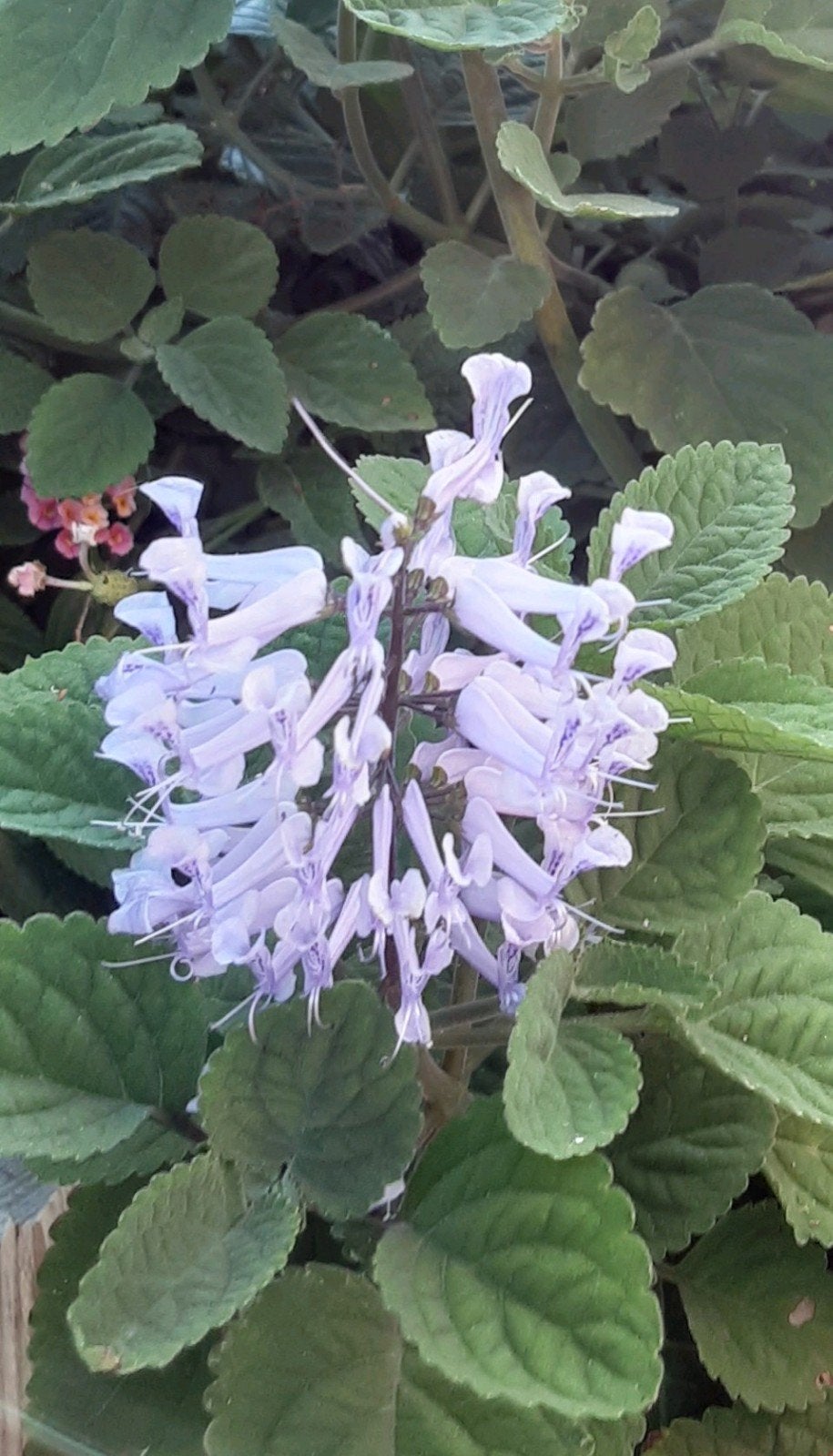 Zoeloespoorbloem (Plectranthus zuluensis), Ophalen of Verzenden, Zomer, Overige soorten