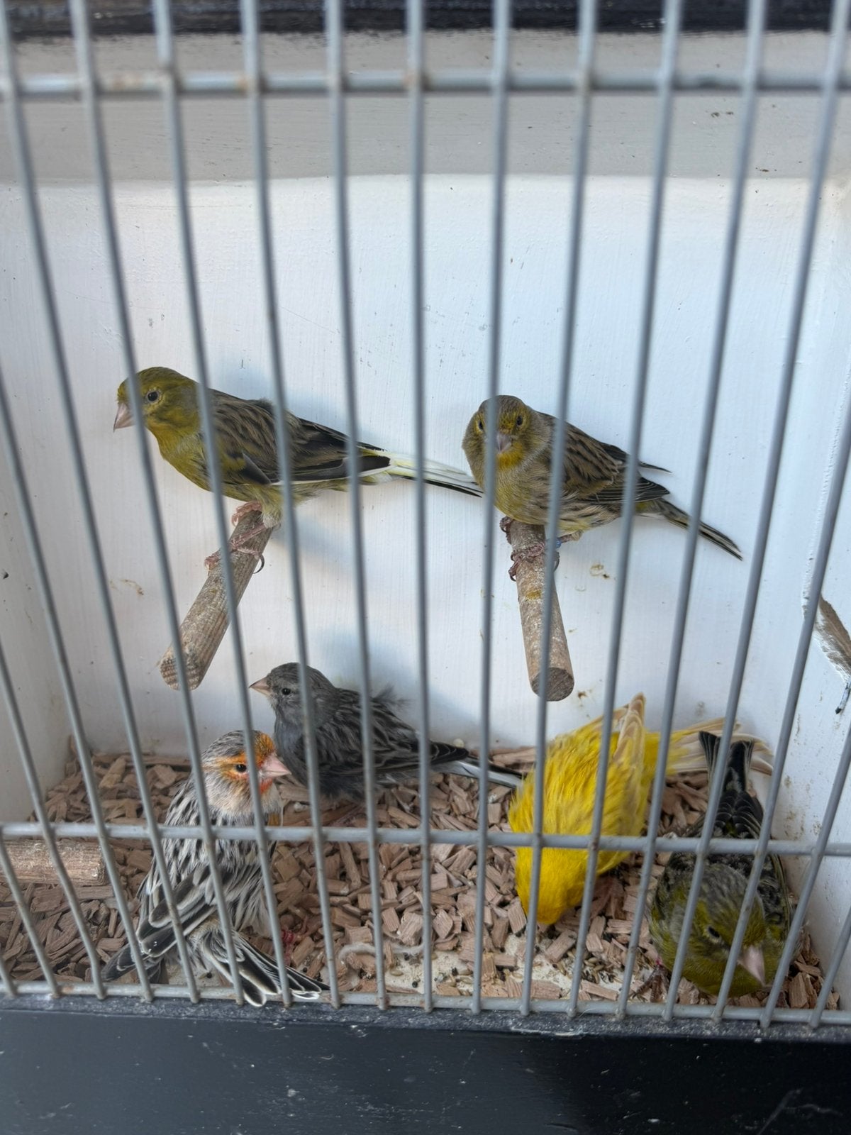 6 kanarie mannen, Mannelijk, Kleurkanarie