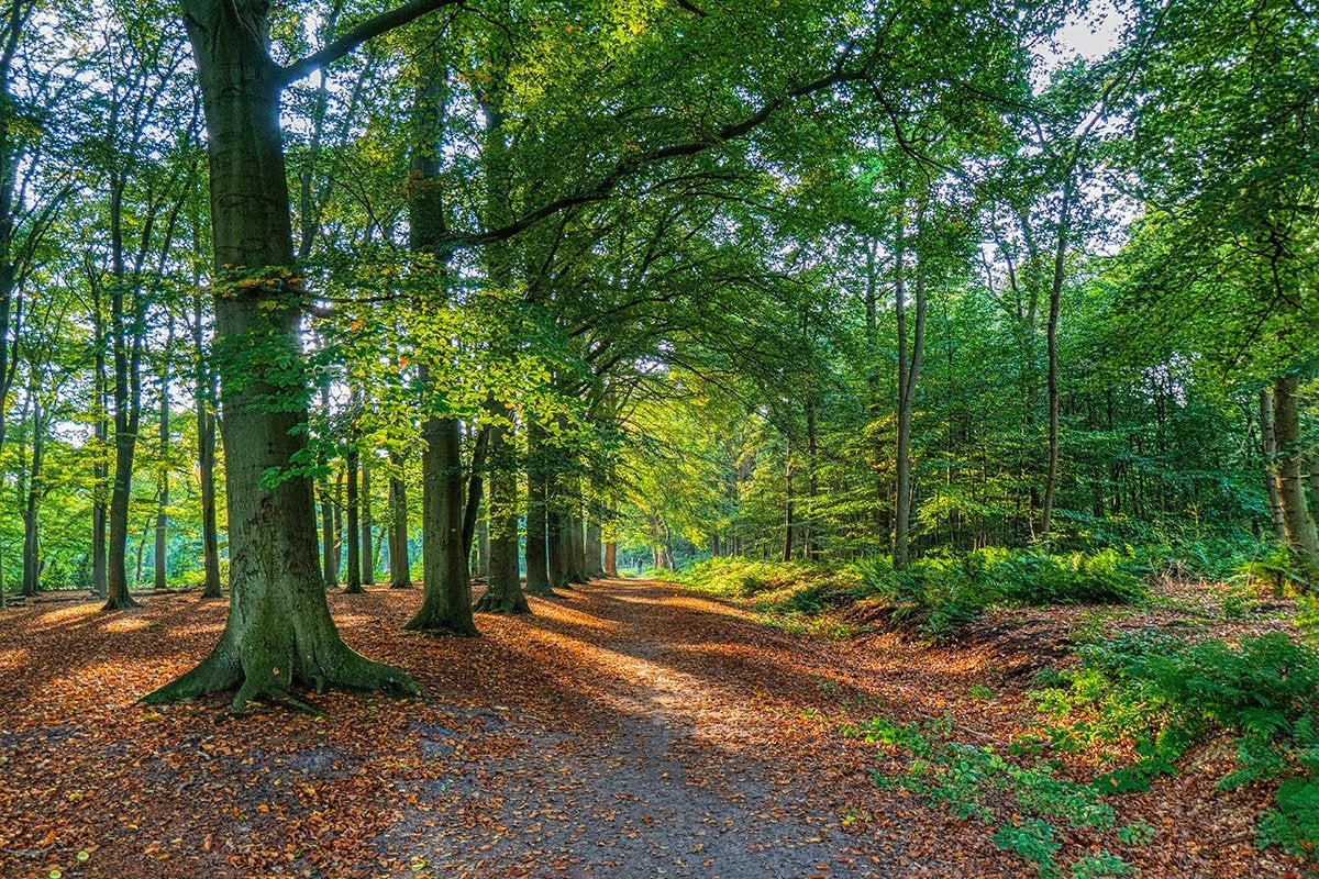 Bosgrond grond bos, Ophalen of Verzenden, Volle zon, Overige soorten