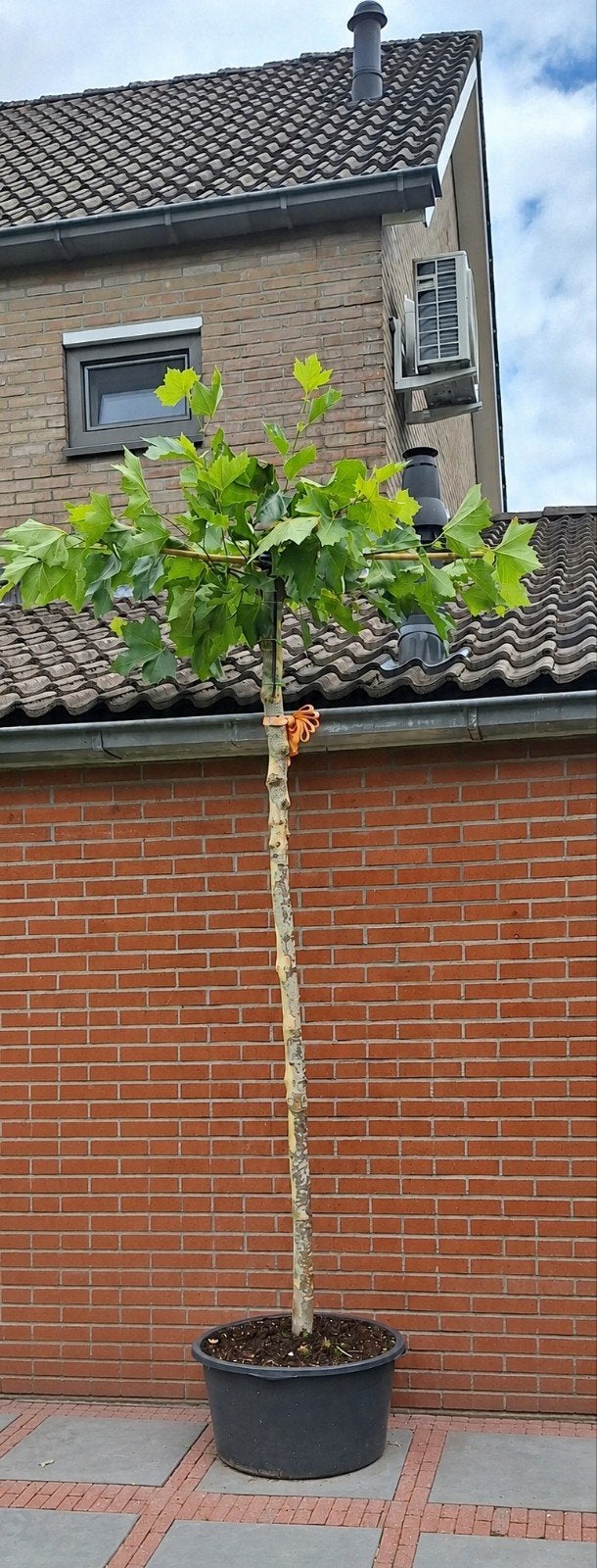 Dakplataan in pot - dak op 240cm - 25cm stamomtrek, Tuin en Terras, Planten | Bomen, Bloeit niet, Dakboom, 250 tot 400 cm, Ophalen