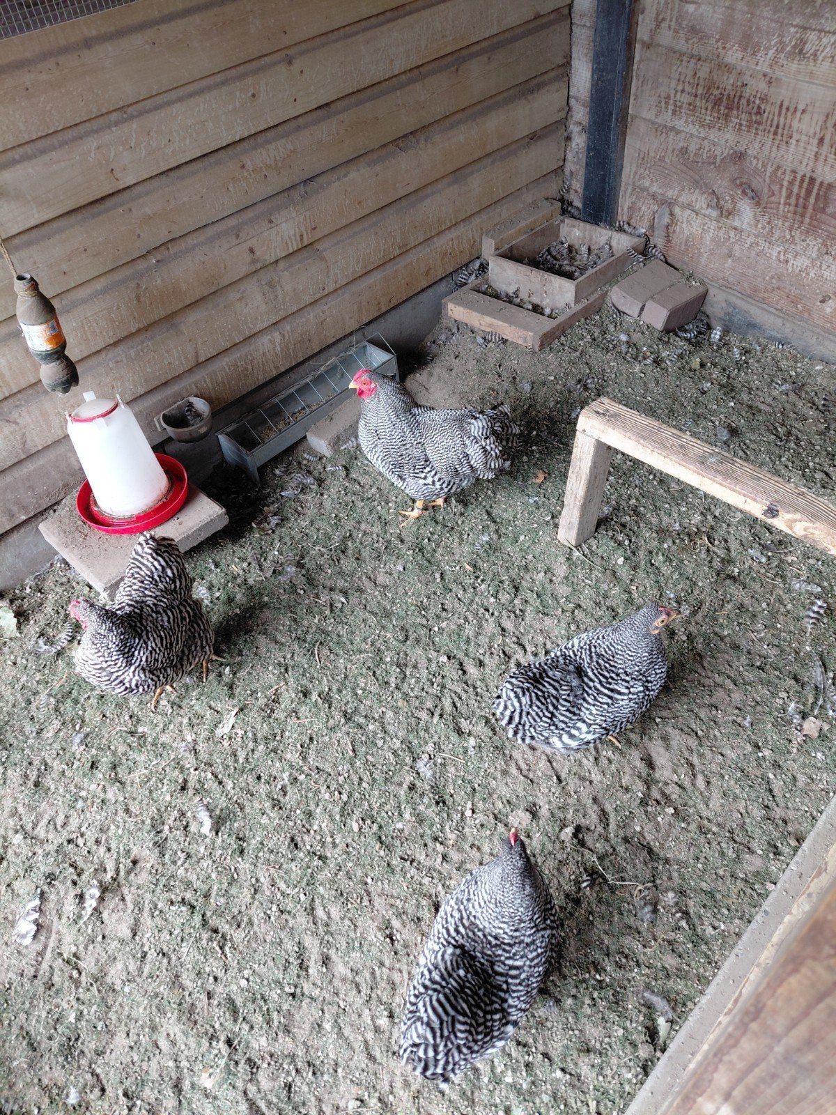 Gestreepte Wyandotte kriel trio, Dieren en Toebehoren, Meerdere dieren, Kip