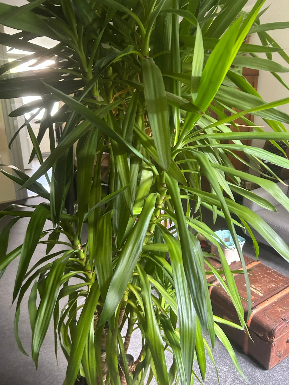 Grote Yucca kamerplant in rieten pot, Overige soorten, Vaste plant, Ophalen of Verzenden, Bloeit niet