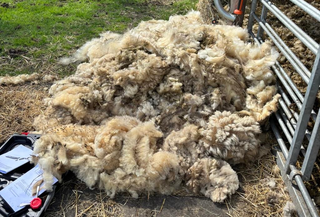 Schapenwol/schapenvacht, Dieren en Toebehoren, Vrouwelijk, Schaap