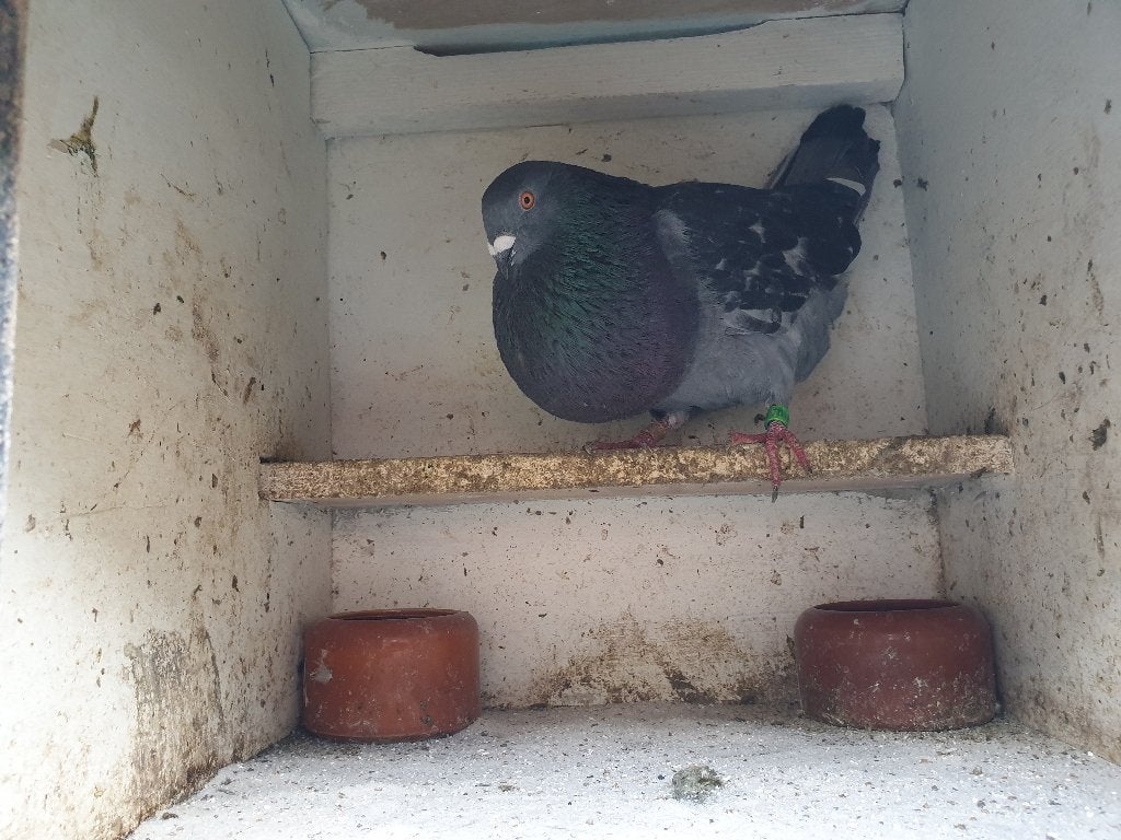 Kropper duiven, Dieren en Toebehoren, Vogels | Duiven, Meerdere dieren, Kropper