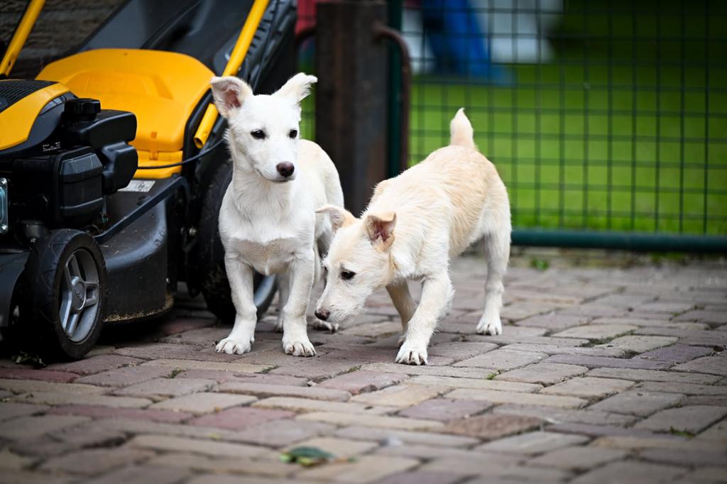 Kleine medium terrier mix pup teefjes 4 maanden, Particulier, 15 weken tot 1 jaar, Overige rassen, Buitenland