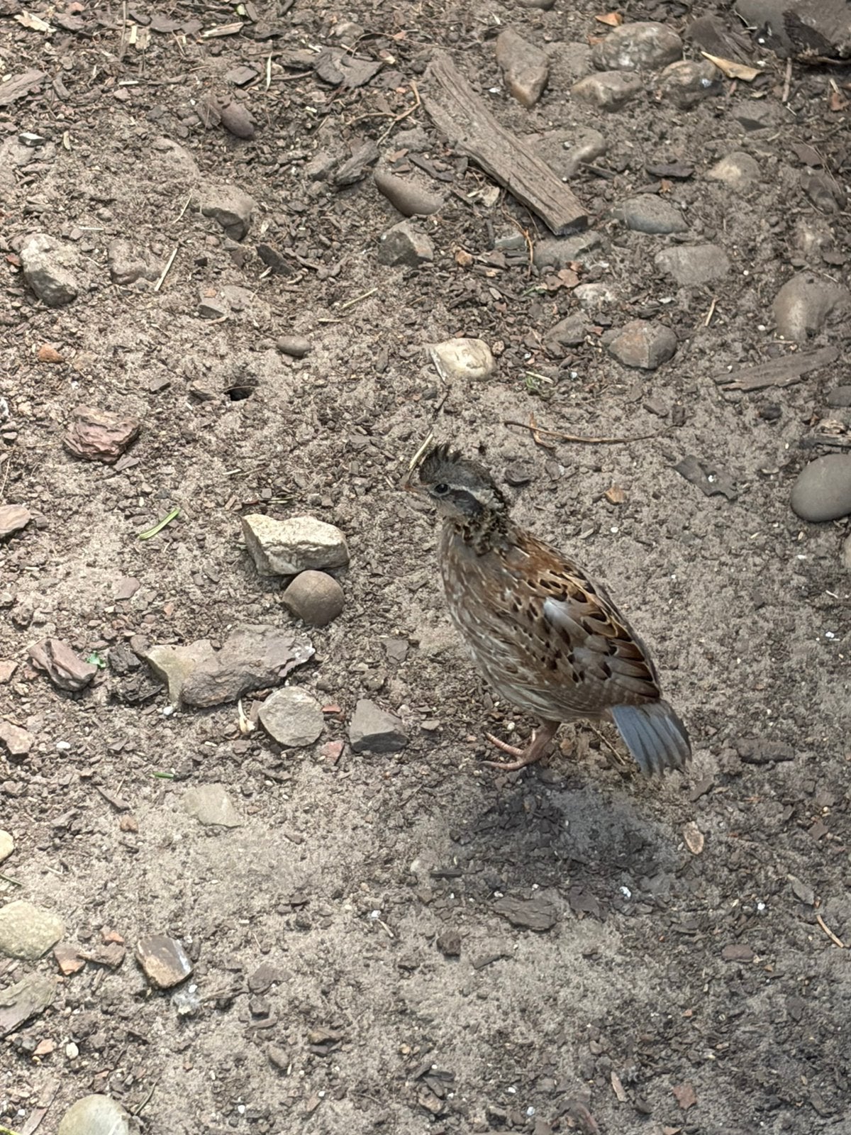 virginsche boomkwartels, Meerdere dieren