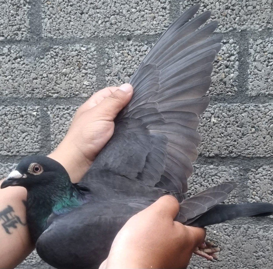 Postduif Kleinzoon "ZORRO"/"JILL", Dieren en Toebehoren, Vogels | Duiven, Mannelijk, Postduif