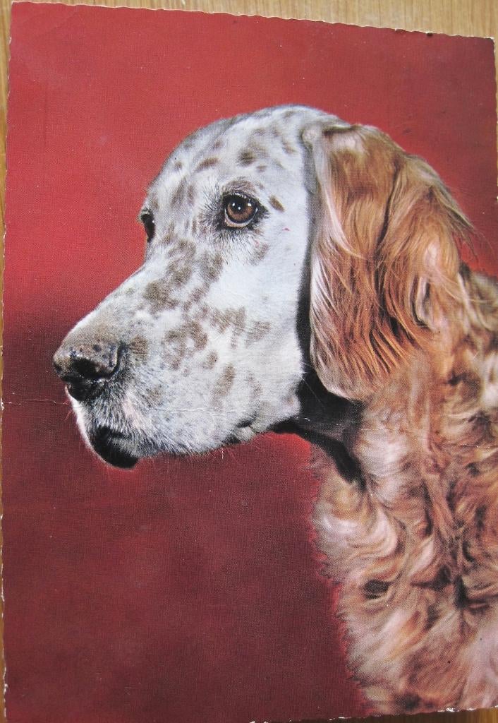 Engelse setter op ansichtkaart - 1966, Verzenden, 1960 tot 1980, Gelopen, Hond of Kat