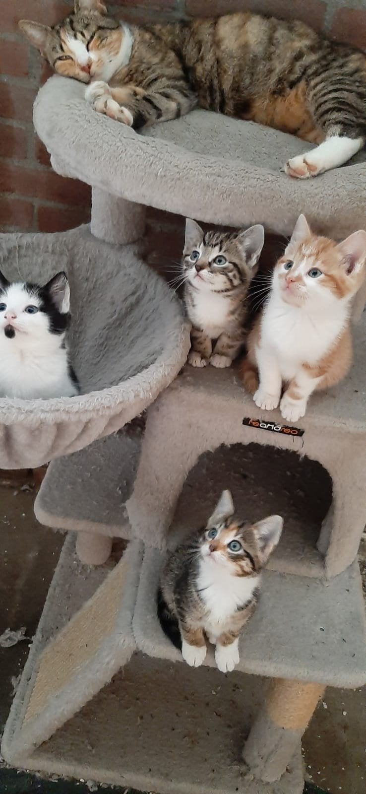 lieve kittens, Dieren en Toebehoren, Meerdere dieren