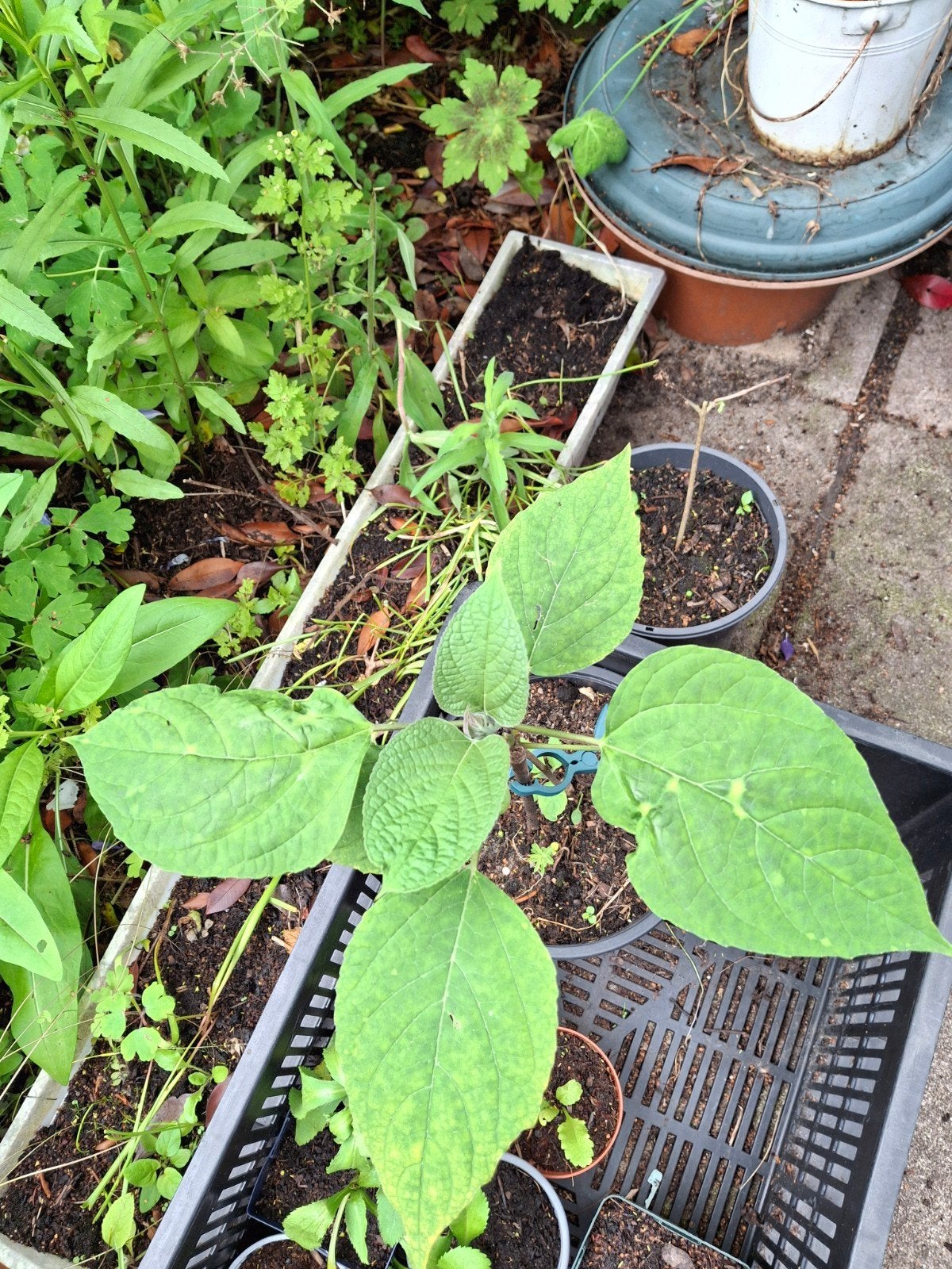 Clerodendrum,pindakaasboom, Ophalen, Volle zon, Overige soorten, Minder dan 100 cm