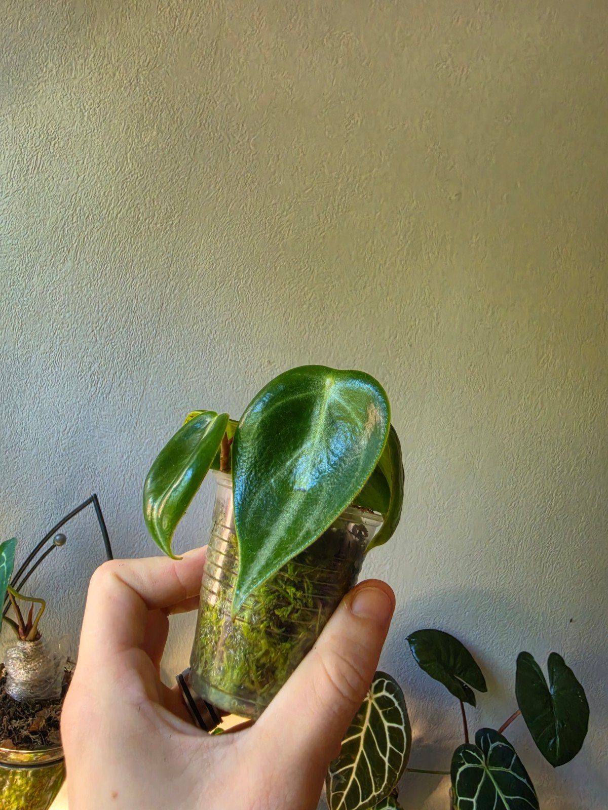 Peperomia Sarcophylla, Ophalen of Verzenden, Halfschaduw, Minder dan 100 cm