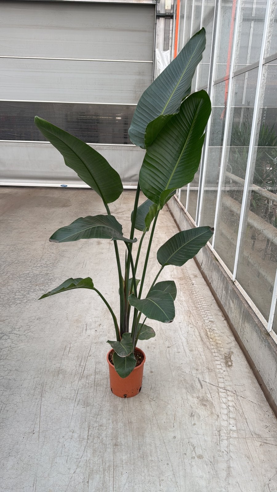 Strelitzia nicolia p 24 cm h 190 cm, Ophalen, 150 tot 200 cm
