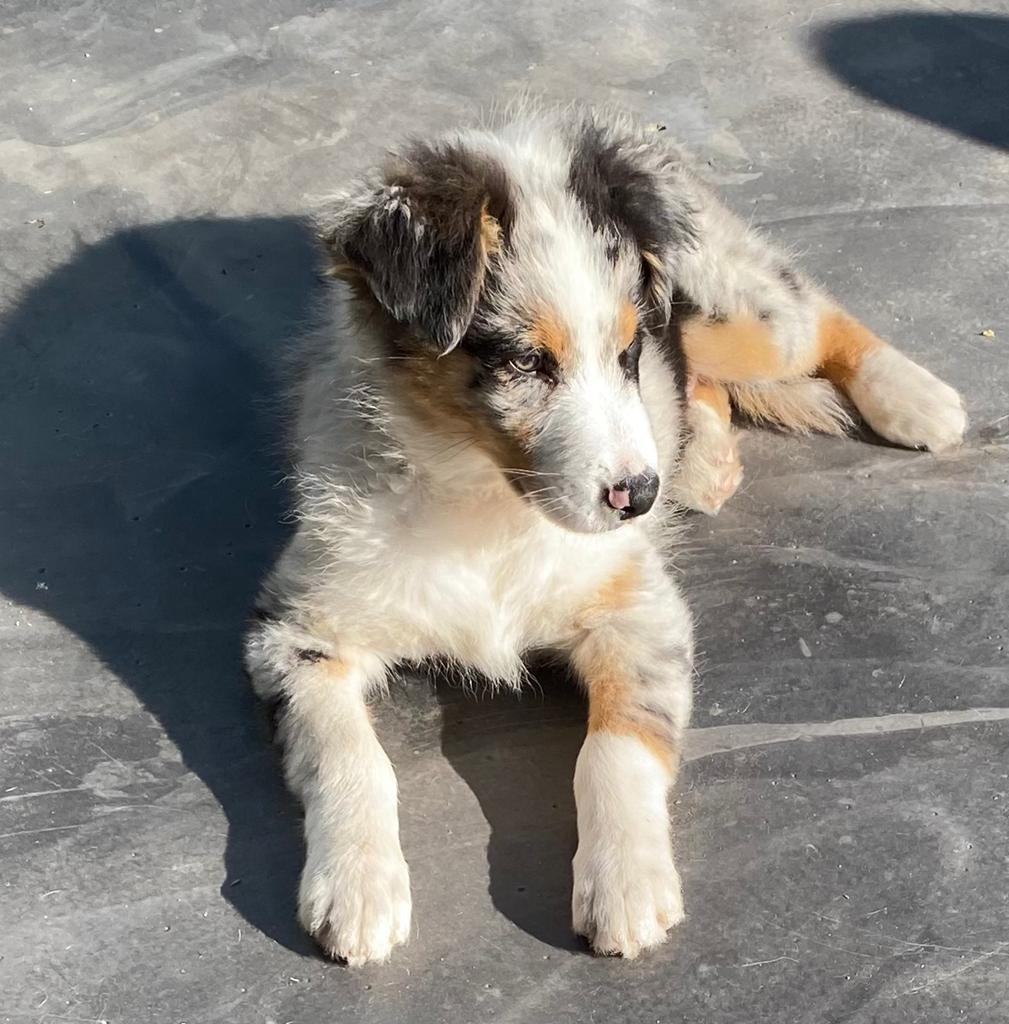 Australian shepperd kleur merle pup, Dieren en Toebehoren, Honden | Herdershonden en Veedrijvers, Reu, Herder, Particulier, Meerdere