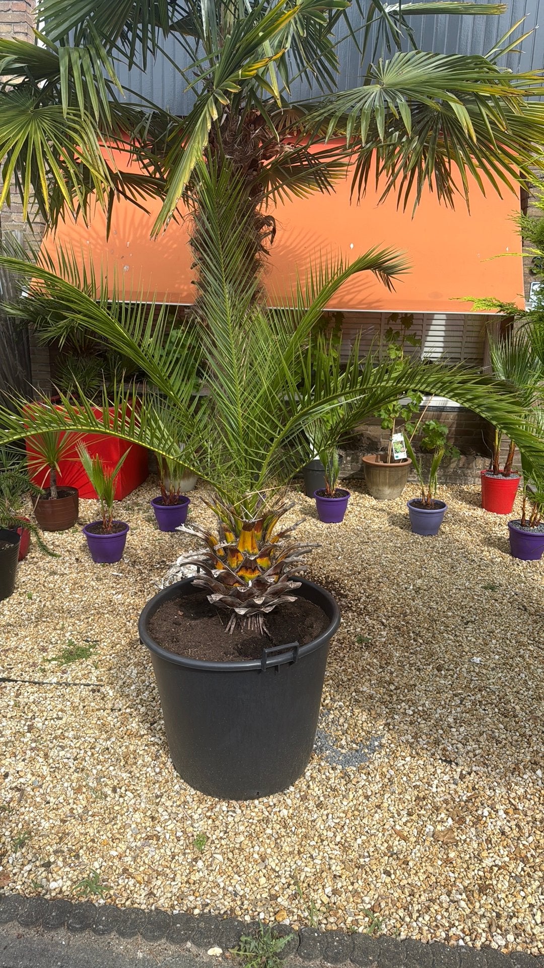 Palmboom Phoenix extra dik, Ophalen, Bloeit niet, Overige soorten, Volle zon