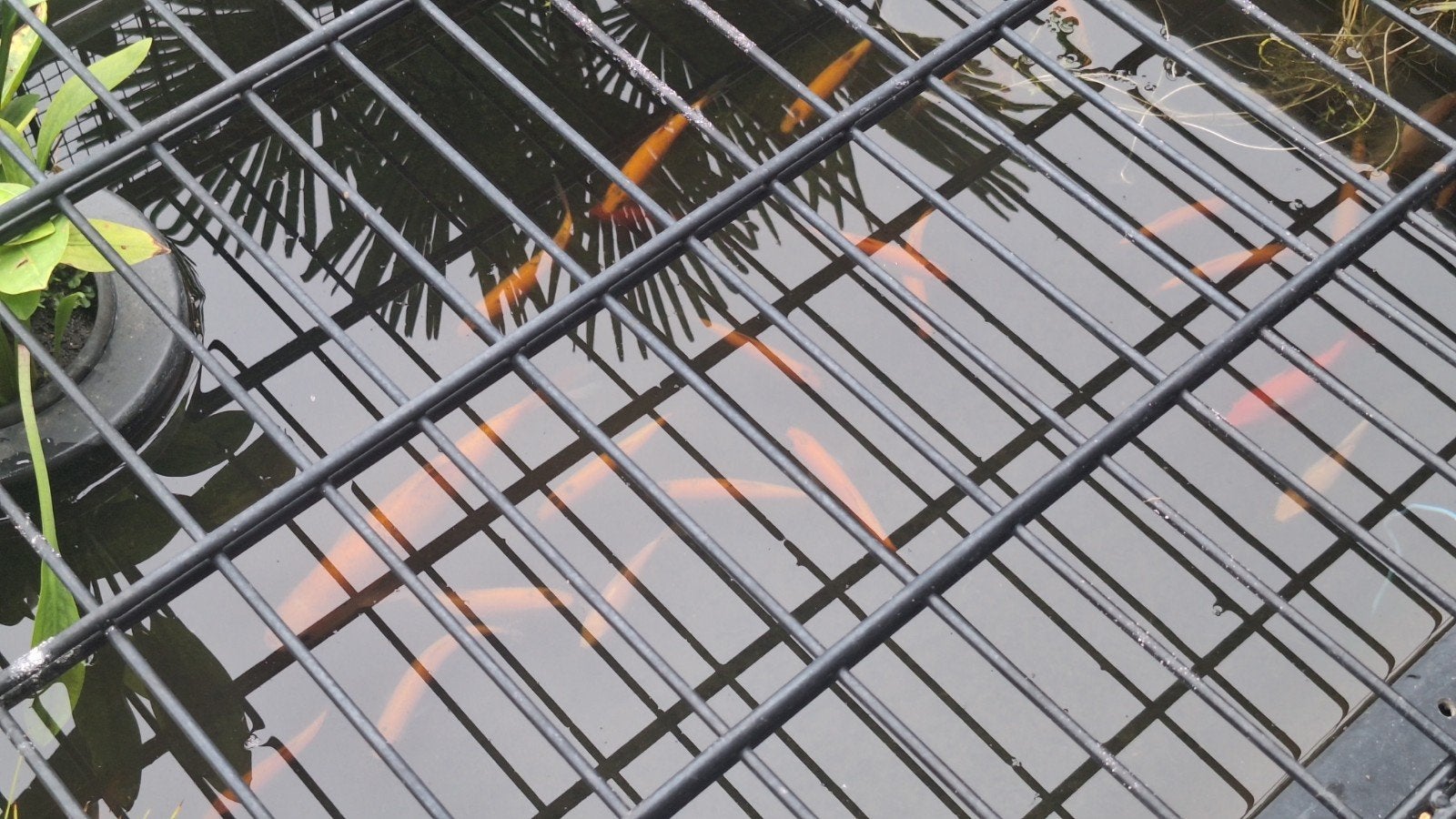 goudwindes, Dieren en Toebehoren, Vissen | Vijvervissen, Karper of Koi