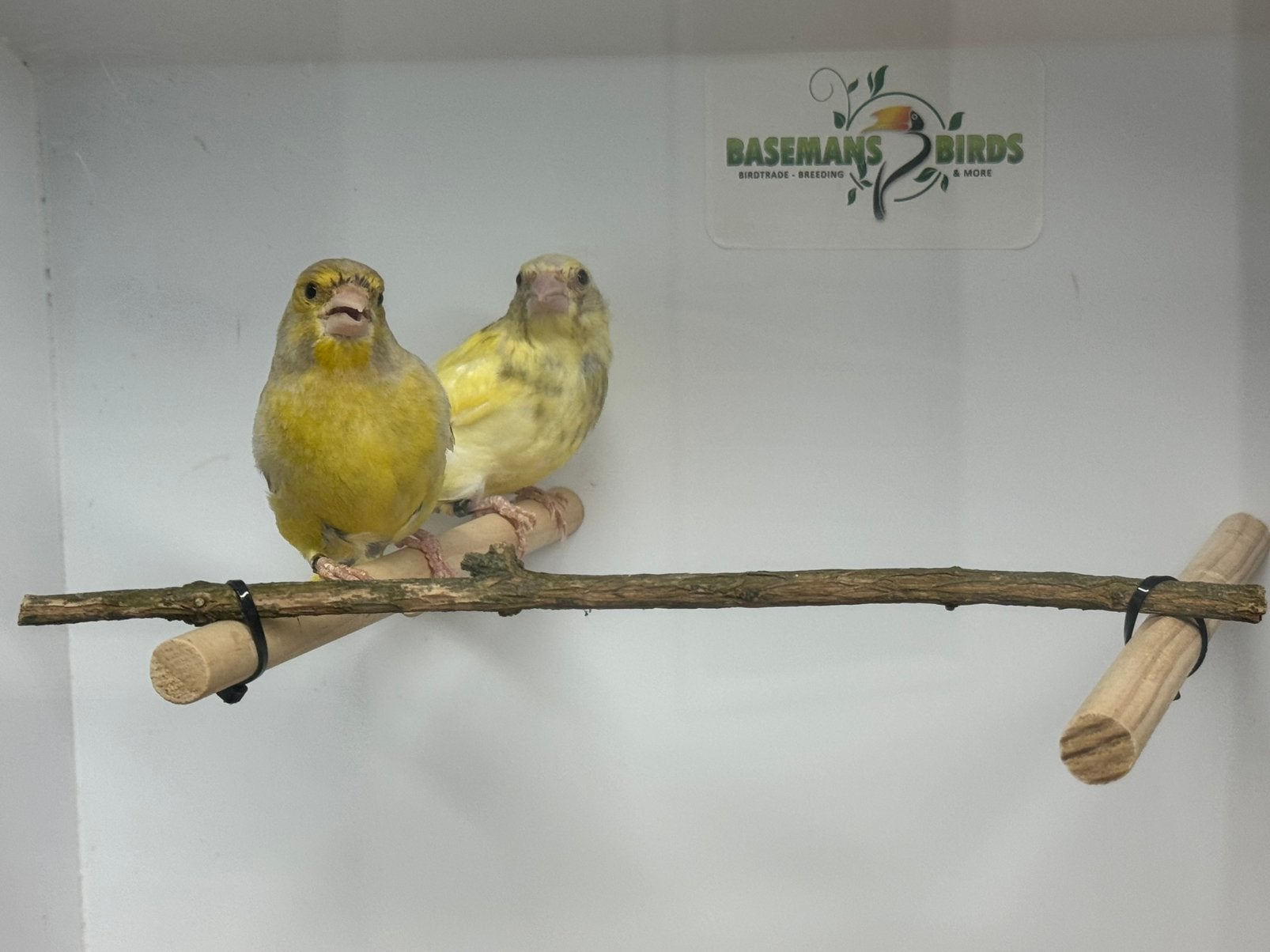 Groenlingen - Chloris chloris, Dieren en Toebehoren, Vogels | Overige Vogels, Meerdere dieren, Wildzangvogel, Geringd