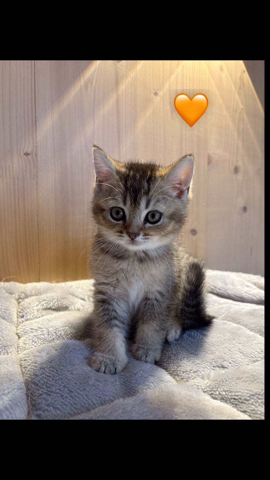 Britse korthaar kittens, Geslacht onbekend, Ontwormd