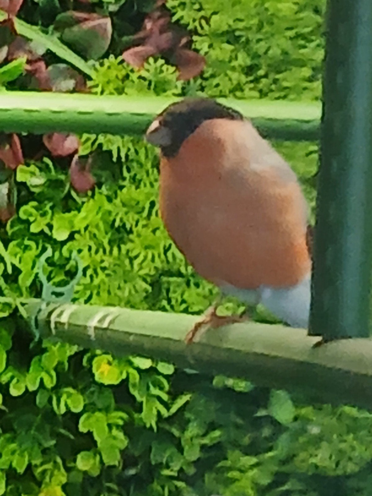 goudvink man  2026, Dieren en Toebehoren, Mannelijk, Wildzangvogel, Geringd