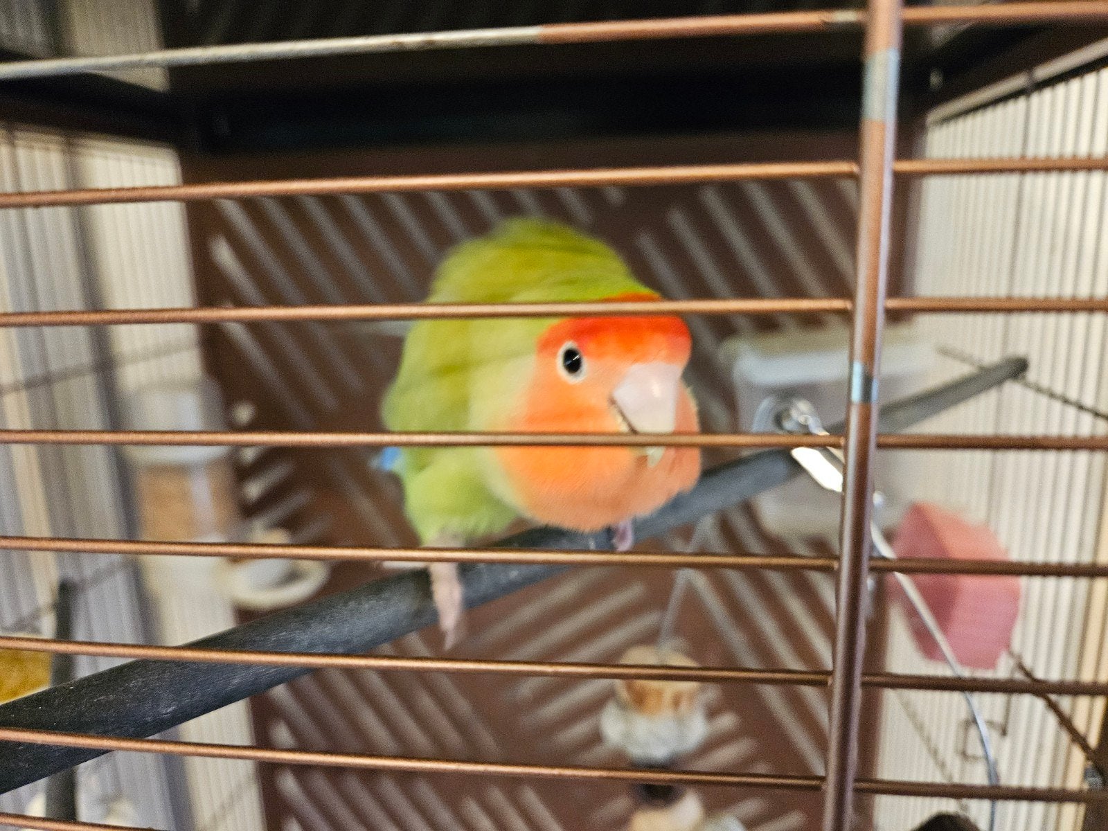 Tamme dwergpapagaai zie omschrijving, Vrouwelijk, Dwergpapegaai of Agapornis