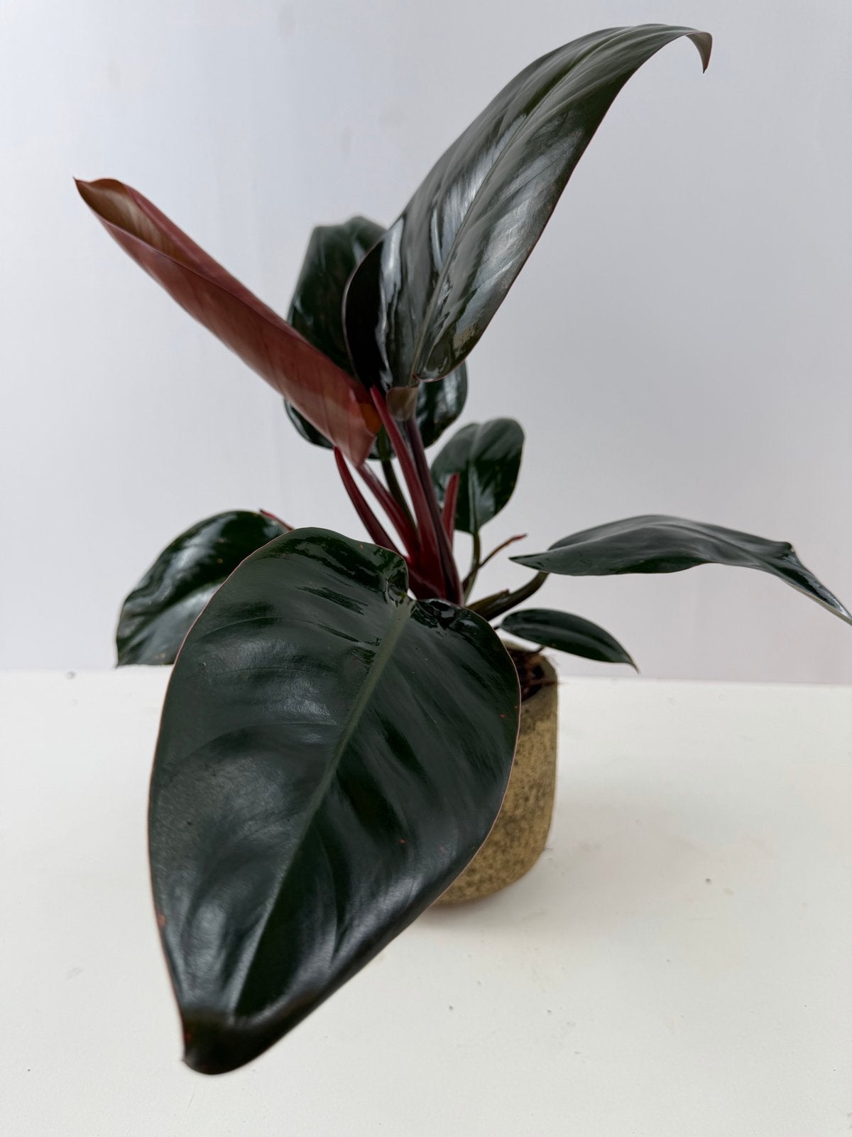 Philodendron Apple Congo p12, Ophalen of Verzenden
