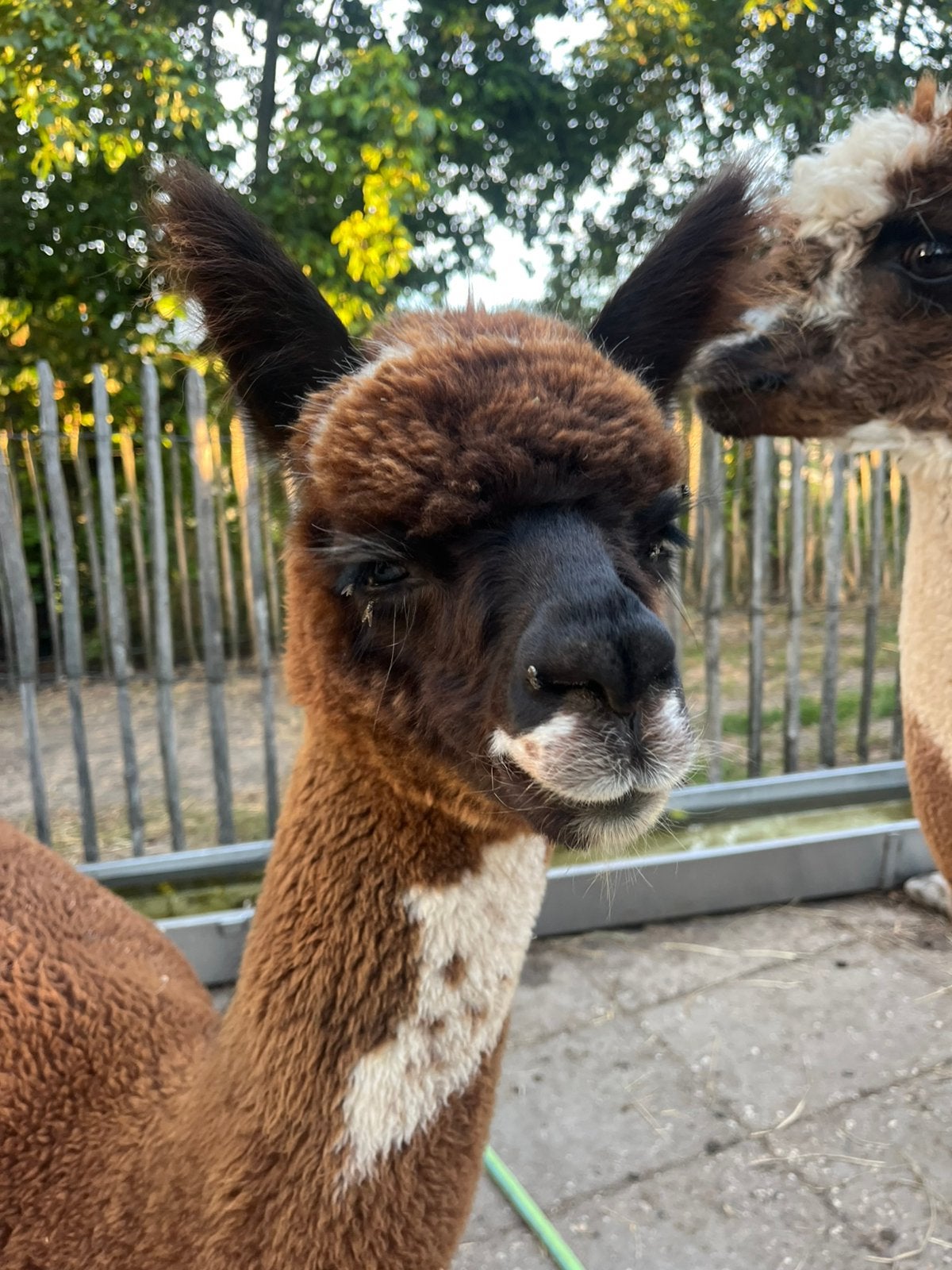 Alpaca hengst, Juni, Mannelijk